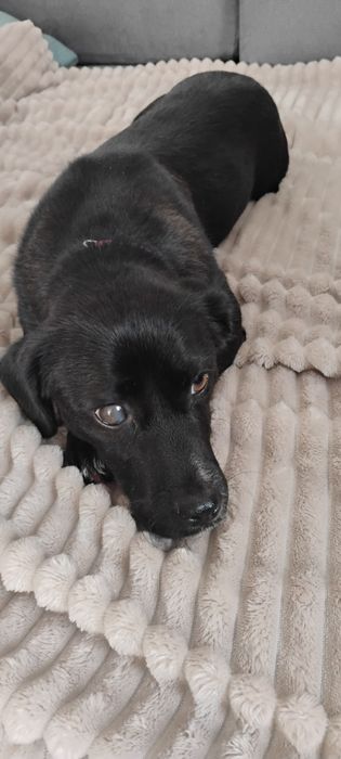 Koko bardzo potrzebuje domku