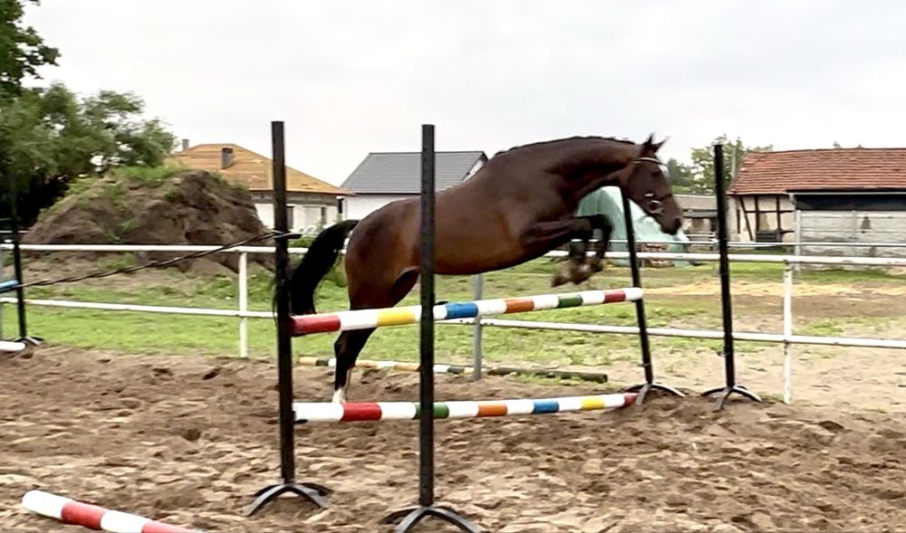 Klacz wielkopolska IMPERIA EZ 2022