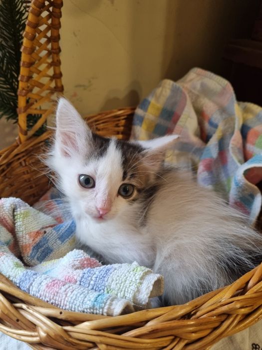 Кошенята в добрі руки, безкоштовно