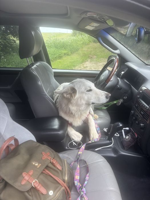 Zaginiona zagineła suczka biała owczarka szwajcarskiego