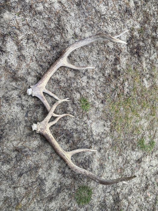 Роги олення