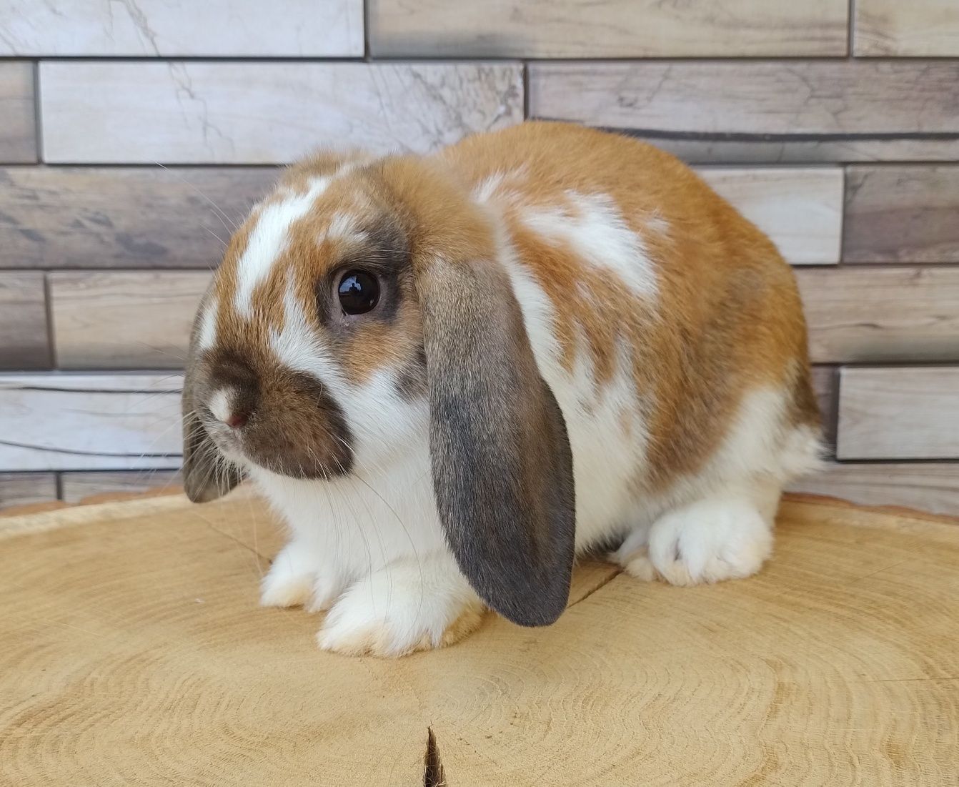 Mini lop wolne króliczki baranki