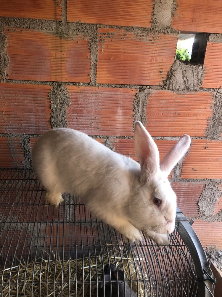 Vendo coelho com 6 messes