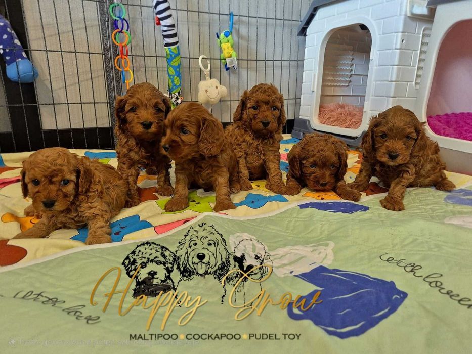Urocze Cockapoo F1b Piesek Red