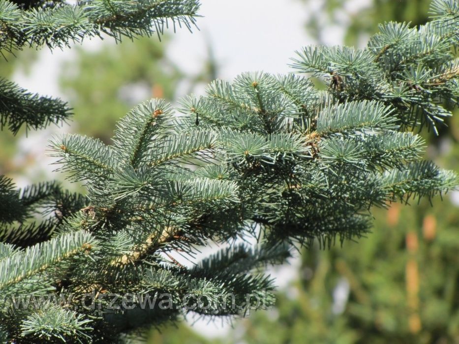Jodła Arizońska (Abies Lasiocarpa), wysokość 30-50cm, donica 5l