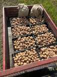 Batata Nova Variedade Stemster Francesa Biologica 20kg
