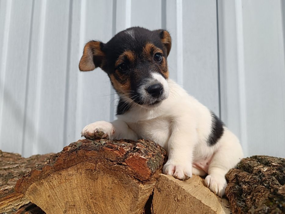 Привитая девченка Джек