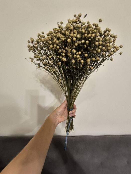 Льон колоски пшениці жита сухоцвіти для декору