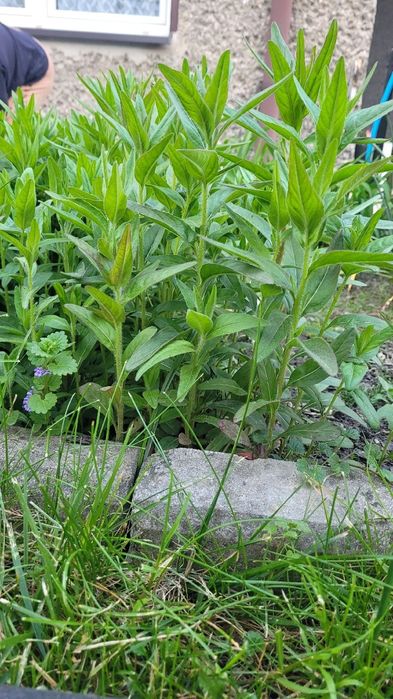 Wiesiołek czworokątny z mojego ogrodu. 35 cm sadzonka.