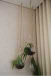 Plantas suspensas decorativas