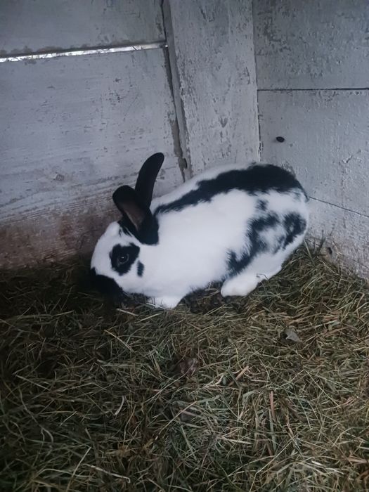 Młode króliki do chowu