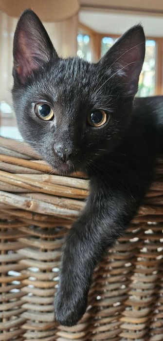 Oddam kotki - adopcja - POMÓŻMY IM WSPÓLNIE