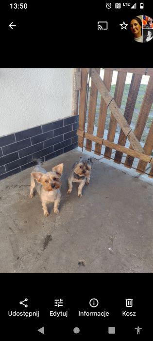Yorkshire terrier. York suczka