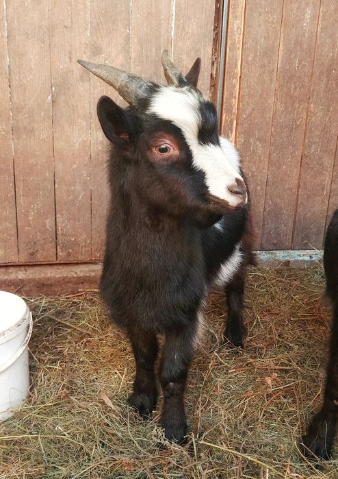 Продам молодих Цапів породи Західно-Африканських карликових кіз