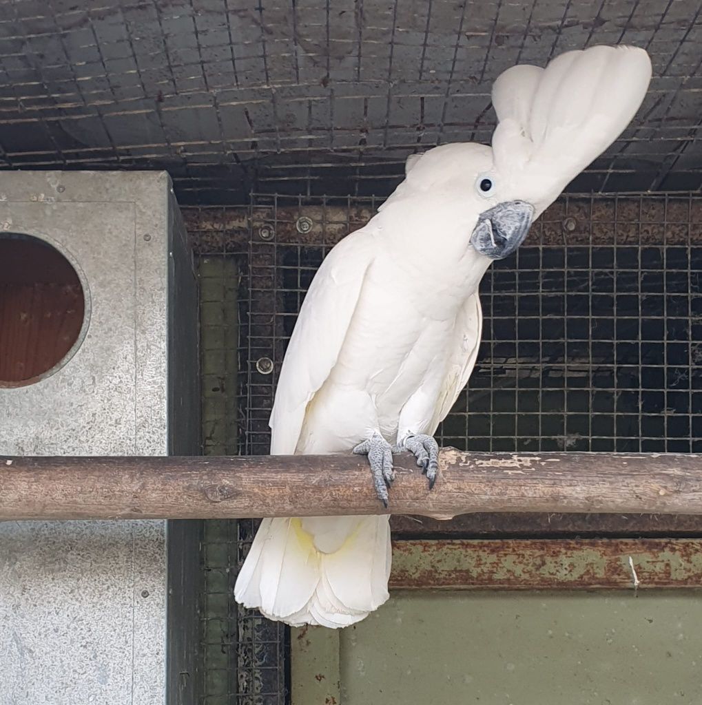 Cacatua alba adulto