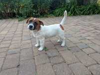 FCI ZkwP śliczny Jack Russell Terrier gładzioch gotowy do zmiany domu