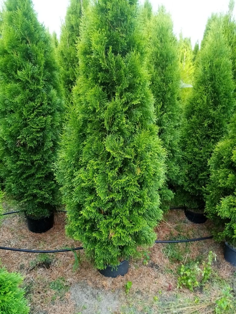 Tuja szmaragd w doniczce do 150cm wys 45zl
