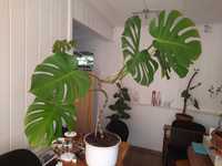 Monstera dziurawa