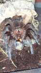 Pamphobeteus sp machala Samiec 3dc