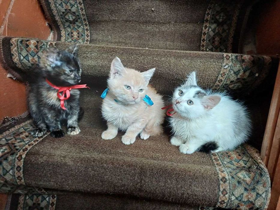 Віддам в хороші руки