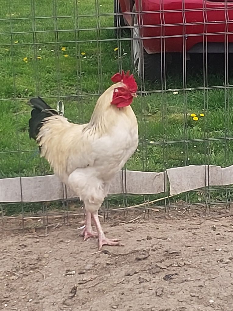 I koguty młode..