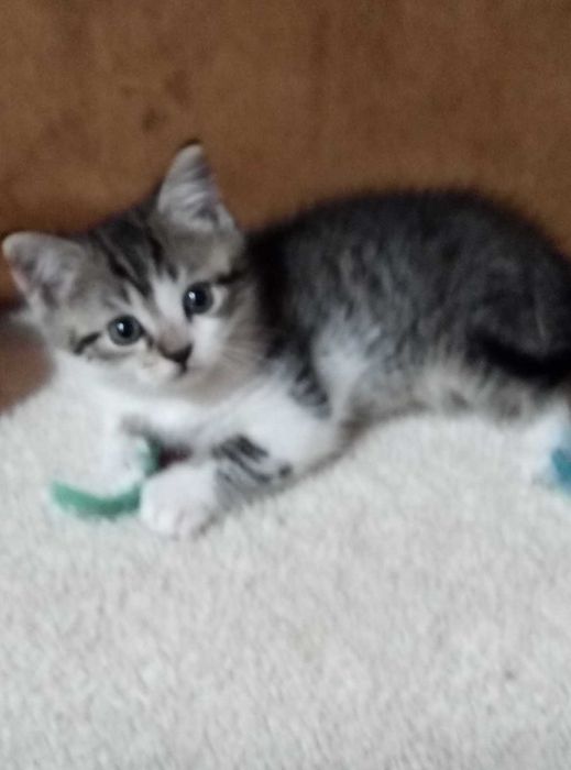 Шотландский породистый котенок