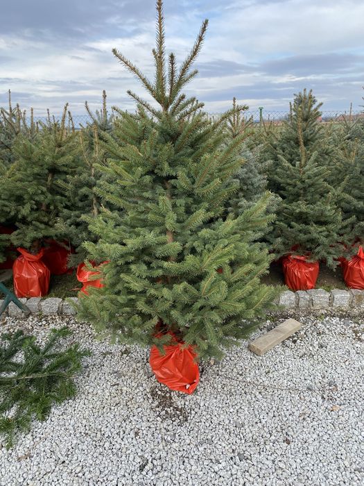 Choinki w donicach, cięte. Świerk srebrny, pospolity, jodła kaukaska