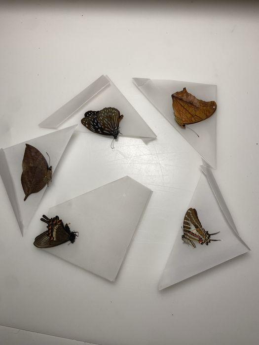 5 nieprzygotowanych egzotycznych motyli