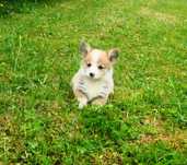 Welsh Corgi Pembroke piesek rudo- biały Natural Bobtail CHEETOS