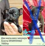 Мальчик чихуахуа мини чёрный окрас