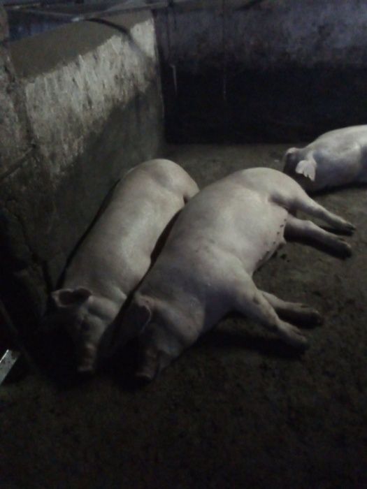 Свині живою вагою 95-105кг
