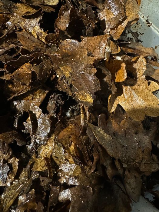 Skoczogonki, ekipa sprzątająca do terrarium - sklep Animale