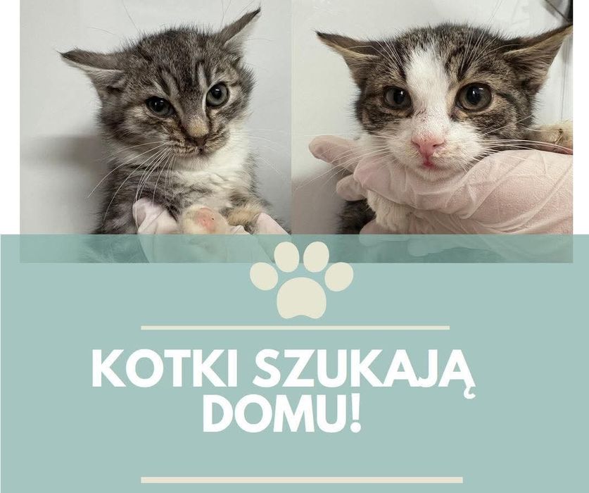 Malutkie kotki szukaja domu