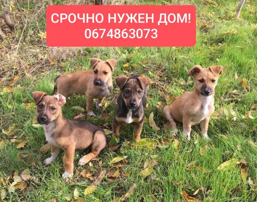 срочно нужен дом выброшенным малышам! Помогите их спасти!