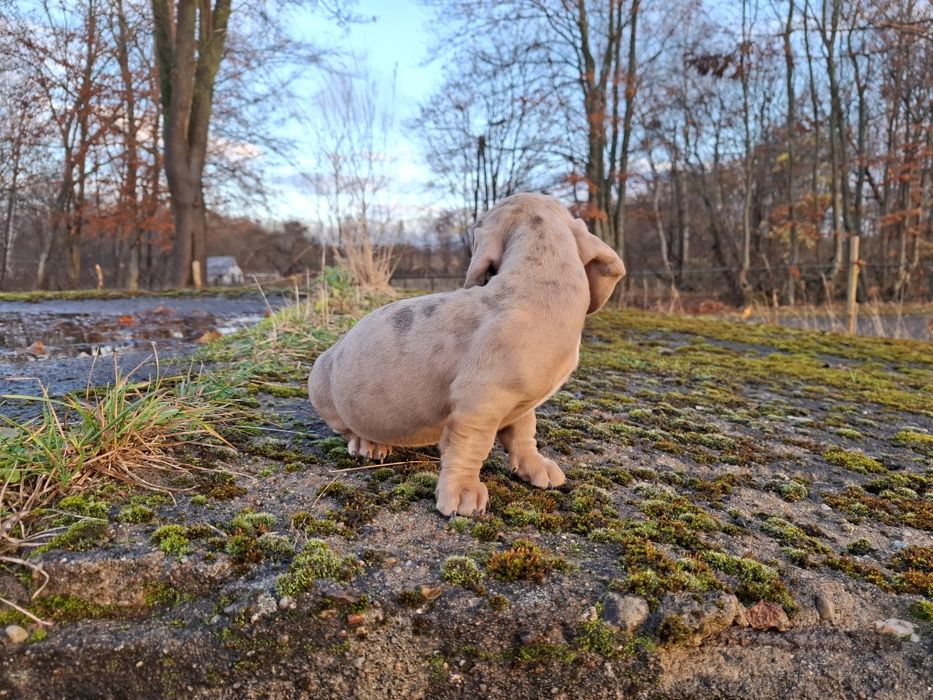 jamnik miniaturowy suczka merlle Isabelle