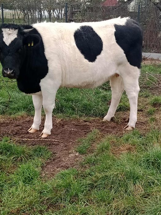 Jałówki wysokocielne