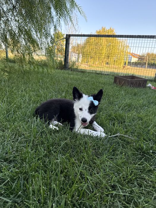 Border Collie Linda !