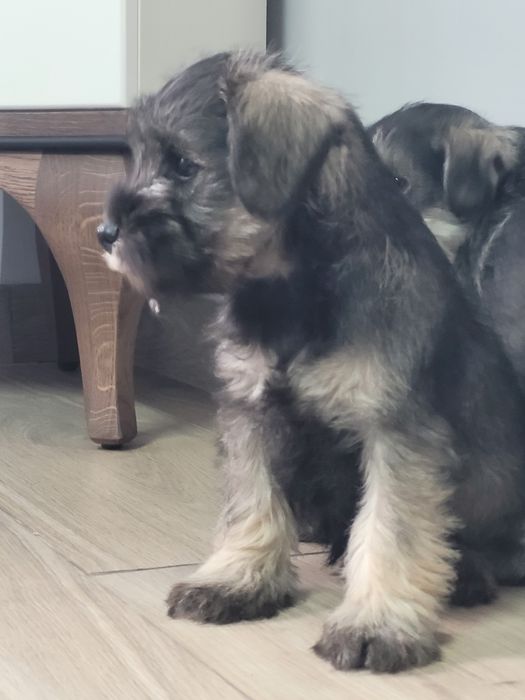 Sznaucer Miniaturowy Szczeniak Pieprz i Sól