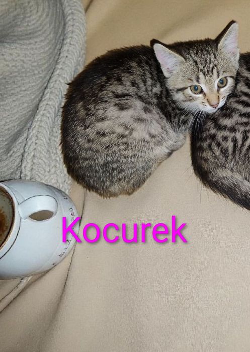 Kocięta szukają domków