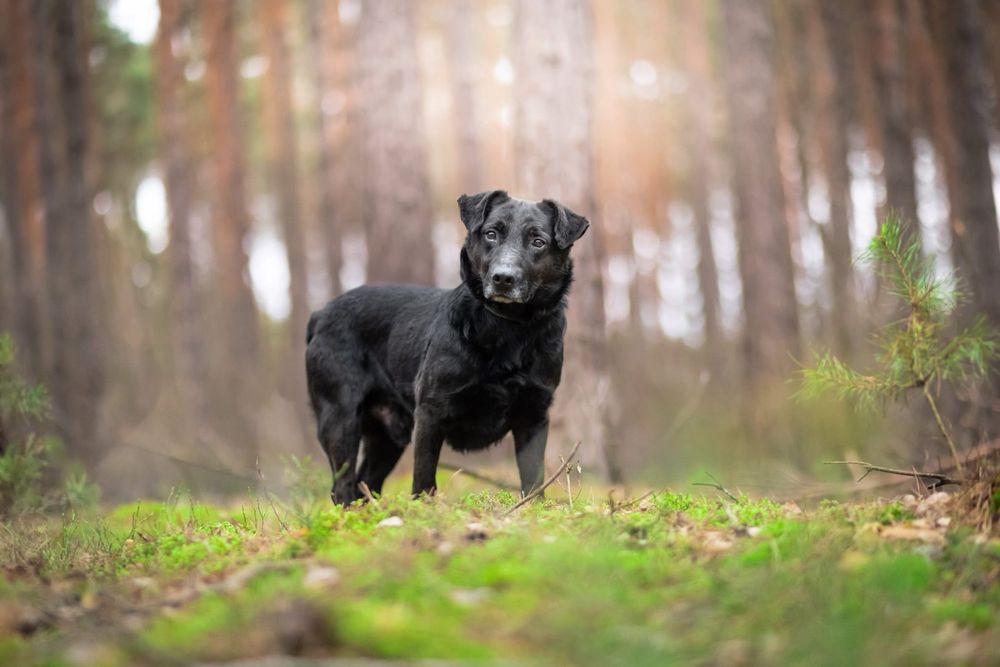 Ralf – elegancki dżentelmen w czerni, który czeka na swojego człowieka