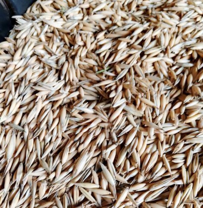 Sprzedam owies ozimy