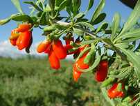 plantas de baga de goji