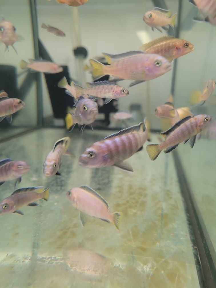 Pyszczak Pseudotropheus elongatus Mphanga, Możliwa