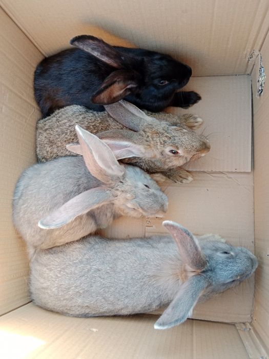 Króliczki 9 tygodniowe polecam zdrowe ladne