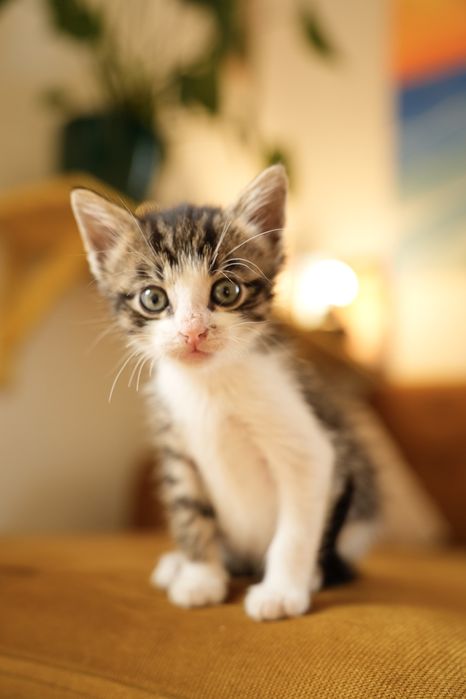 2 miesięczne koty do adopcji