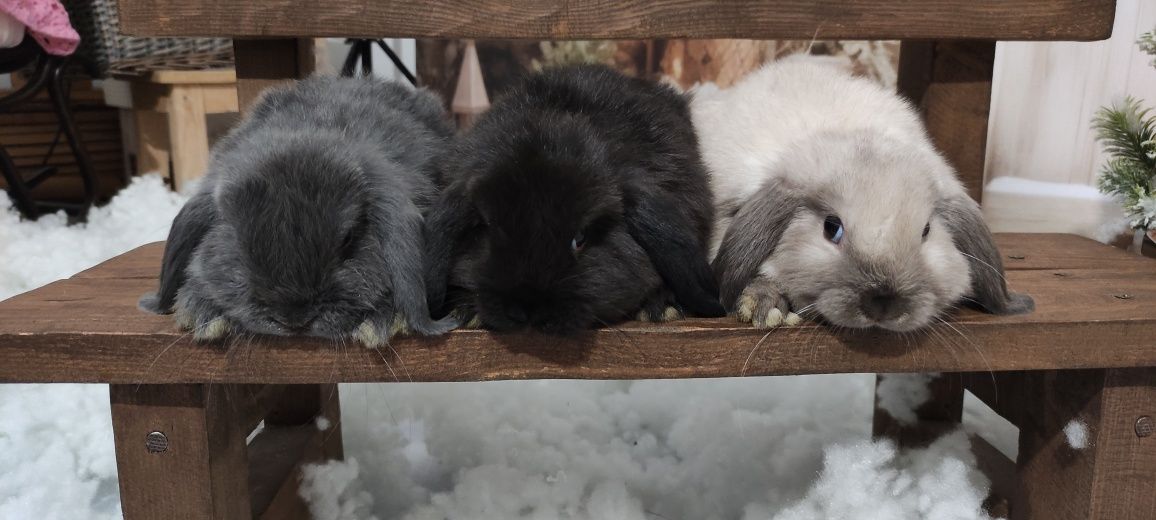 Królik Mini Lop gotowe do zmiany domku