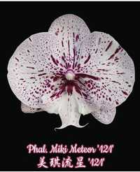Орхідея Miki Meteor