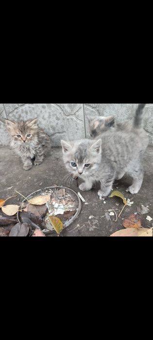 Котята в хорошие руки