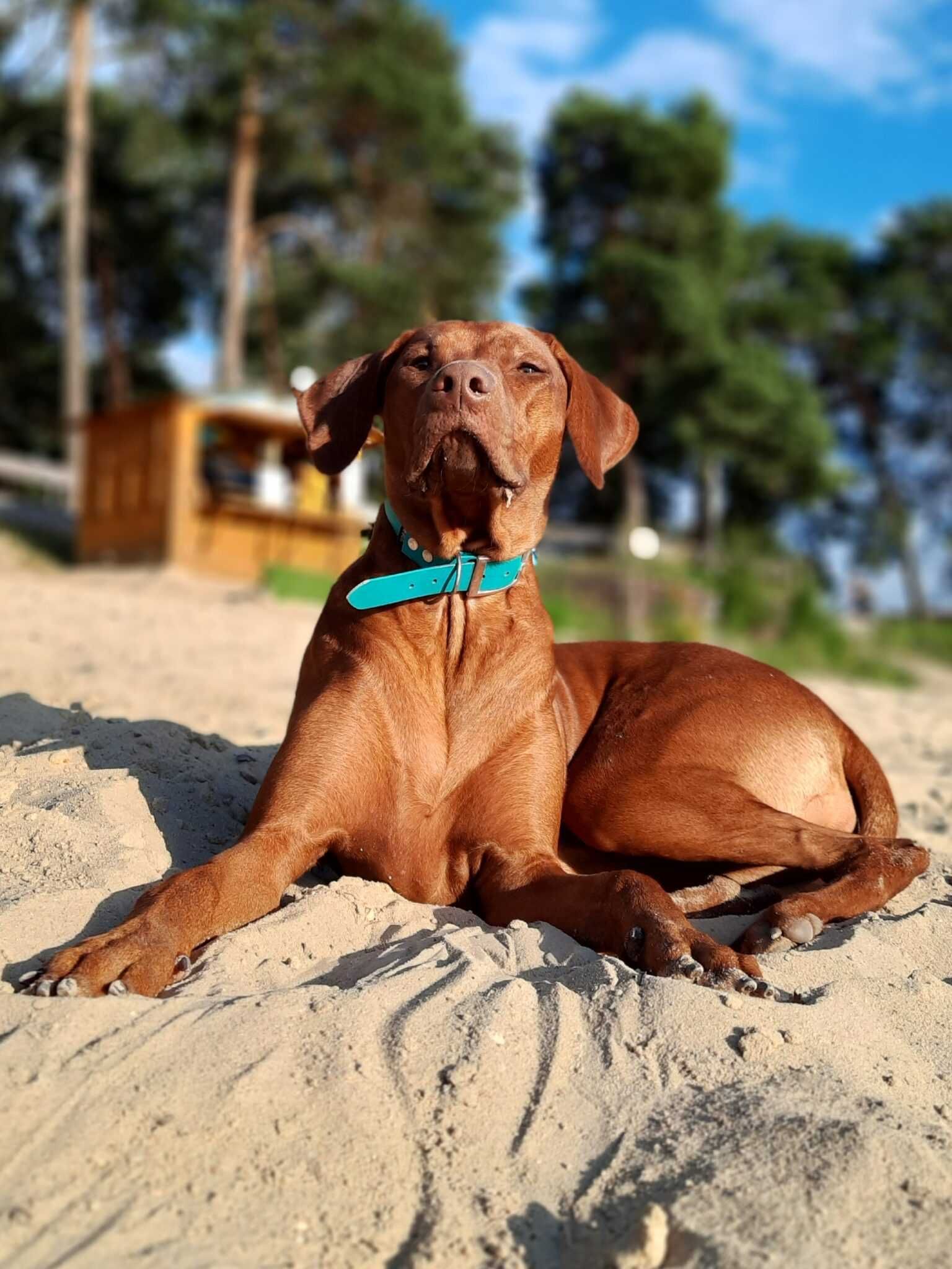 Szczeniak Rhodesian Ridgeback Hodowla ZKwP - Miot "RA"