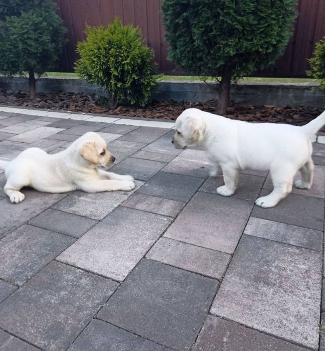 Лабрадори ретривери цуценята